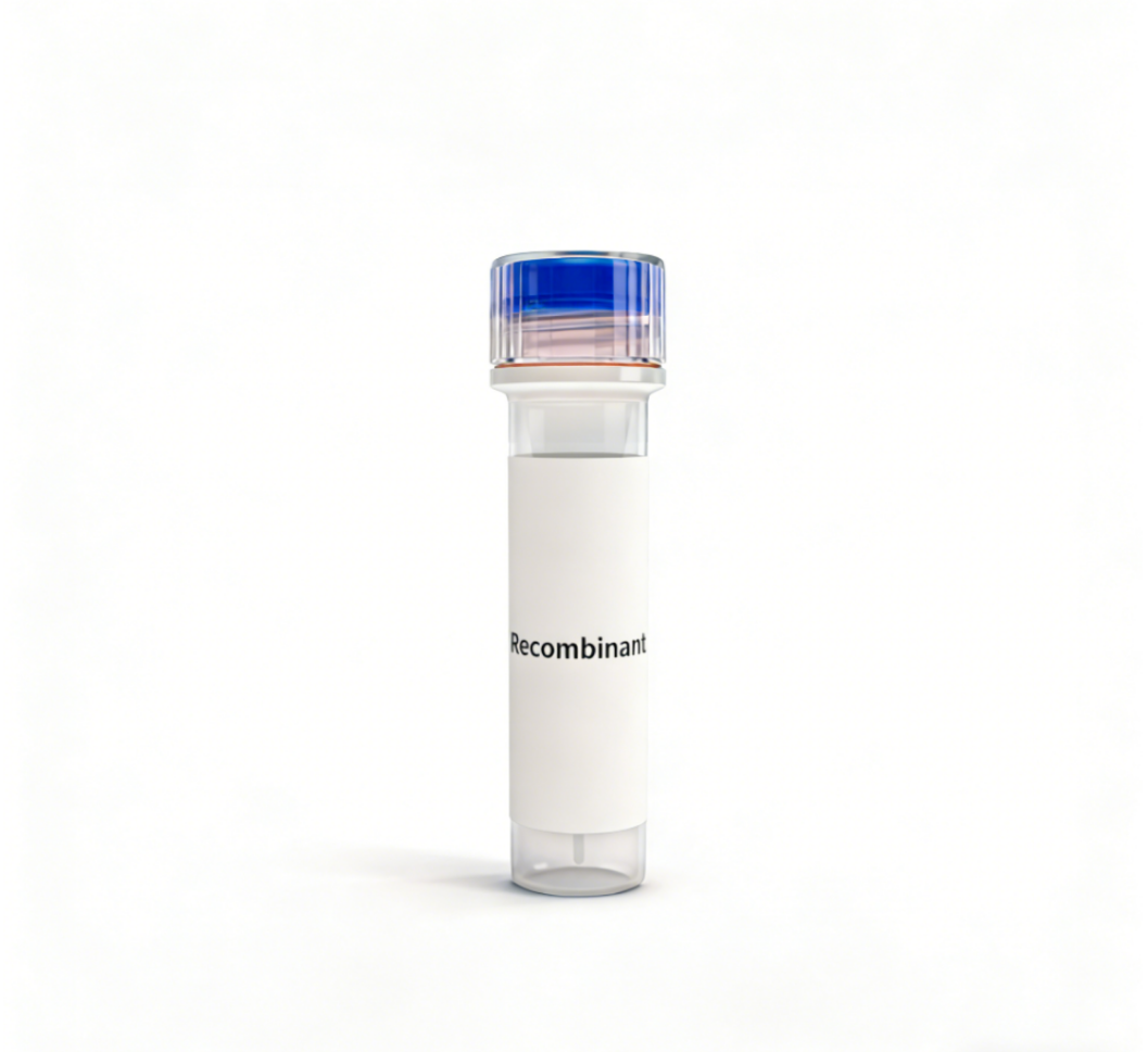 Recombinant Human IL28A Protein